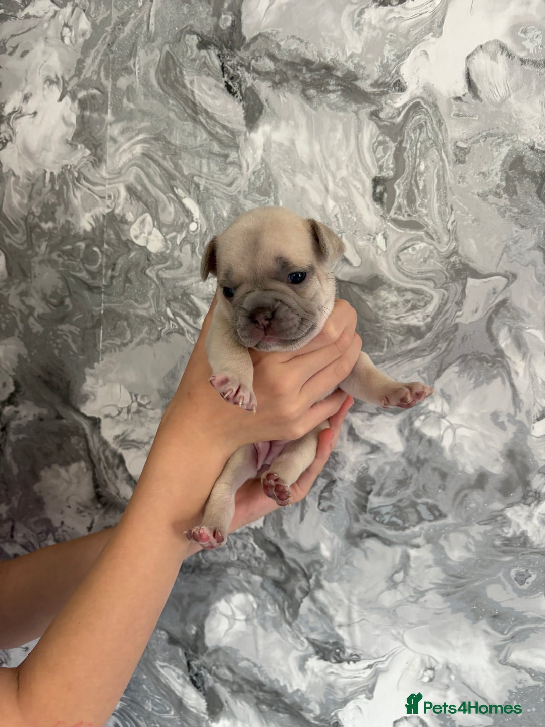 French Bulldog dogs for sale: KC REGISTERED FRENCH BULLDOG PUPPIES - Image 7