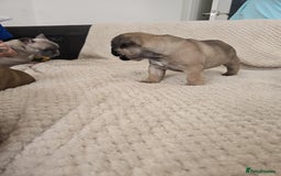French Bulldog dogs for sale: French bulldog  - Image 7