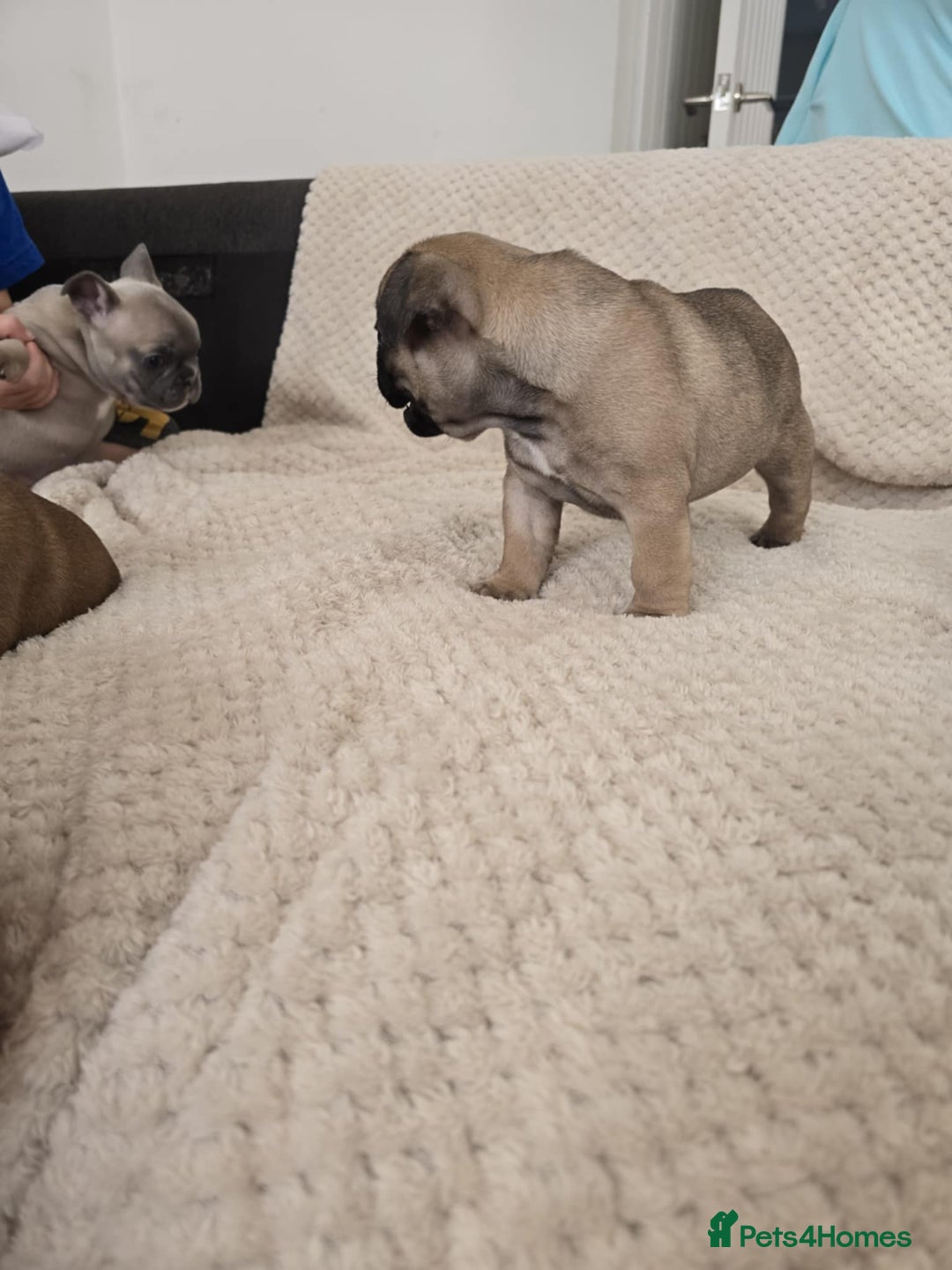 French Bulldog dogs for sale: French bulldog  - Image 7