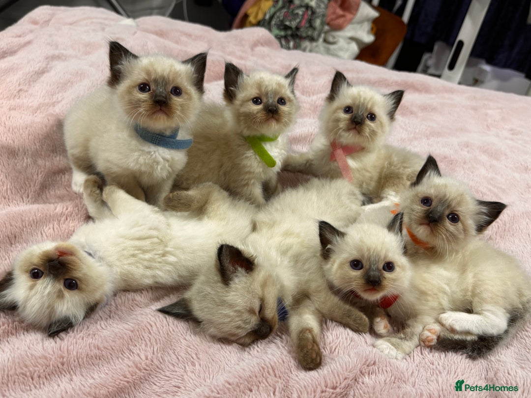 Ragdoll cats for sale: Purebred Ragdoll Kittens (TICA REG PARENTS) - Image 1