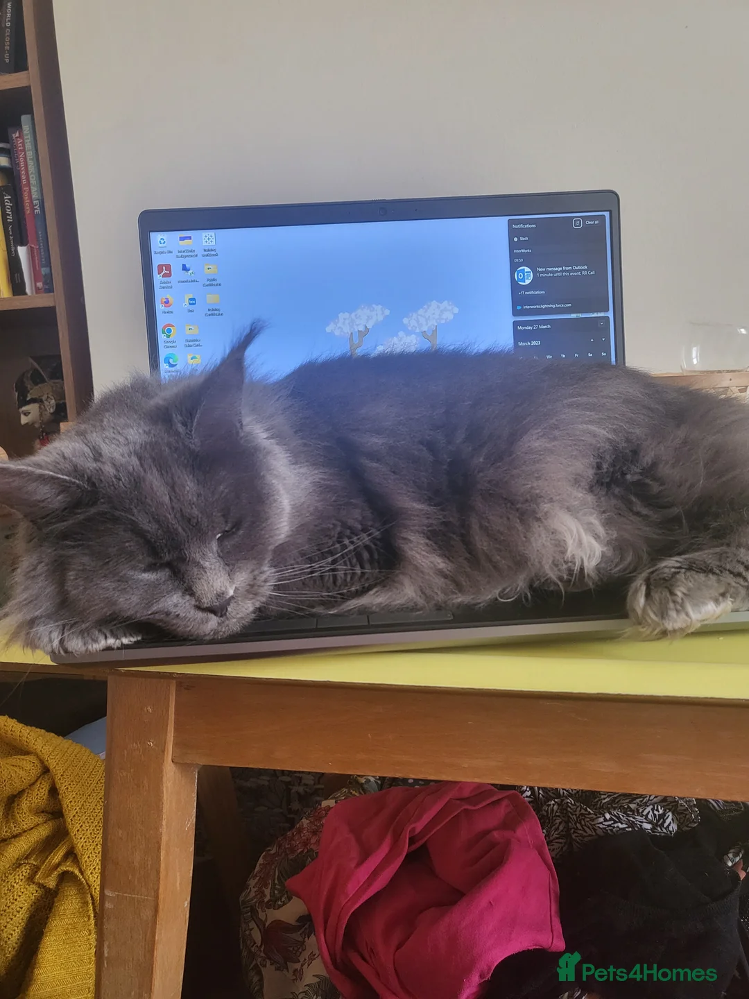 Maine Coon cats for sale: Gorgeous petite maine coon cat  in Bournemouth - Advert 1