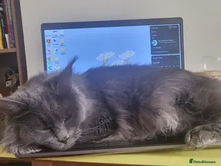 Maine Coon cats Gorgeous petite maine coon cat in Bournemouth - Advert 1