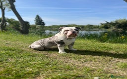 Dorset Olde Tyme Bulldogge dogs for sale: 11 month Old Tyne BullDog  - Image 11