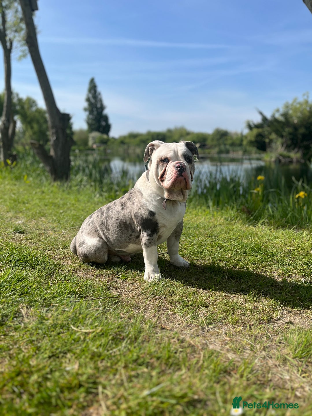 Dorset Olde Tyme Bulldogge dogs for sale: 11 month Old Tyne BullDog  - Image 11