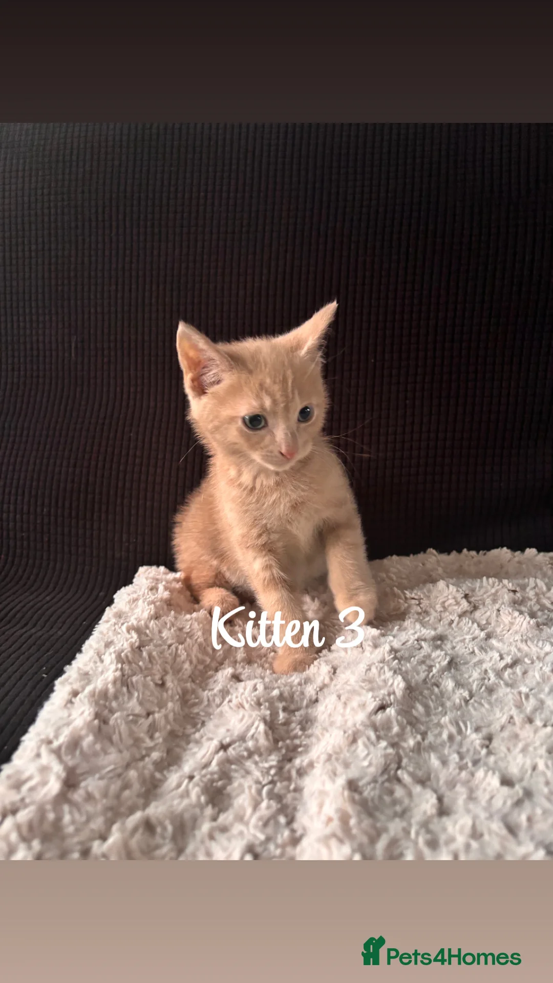 Domestic Shorthair cats for sale: Ginger kittens - Advert 12