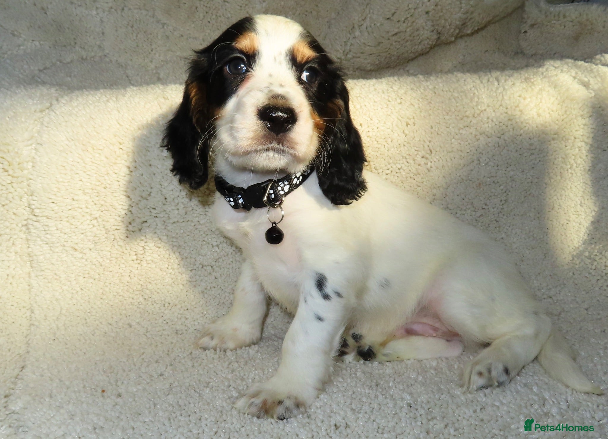 Cocker Spaniel dogs Ready for there forever homes  - Advert 1