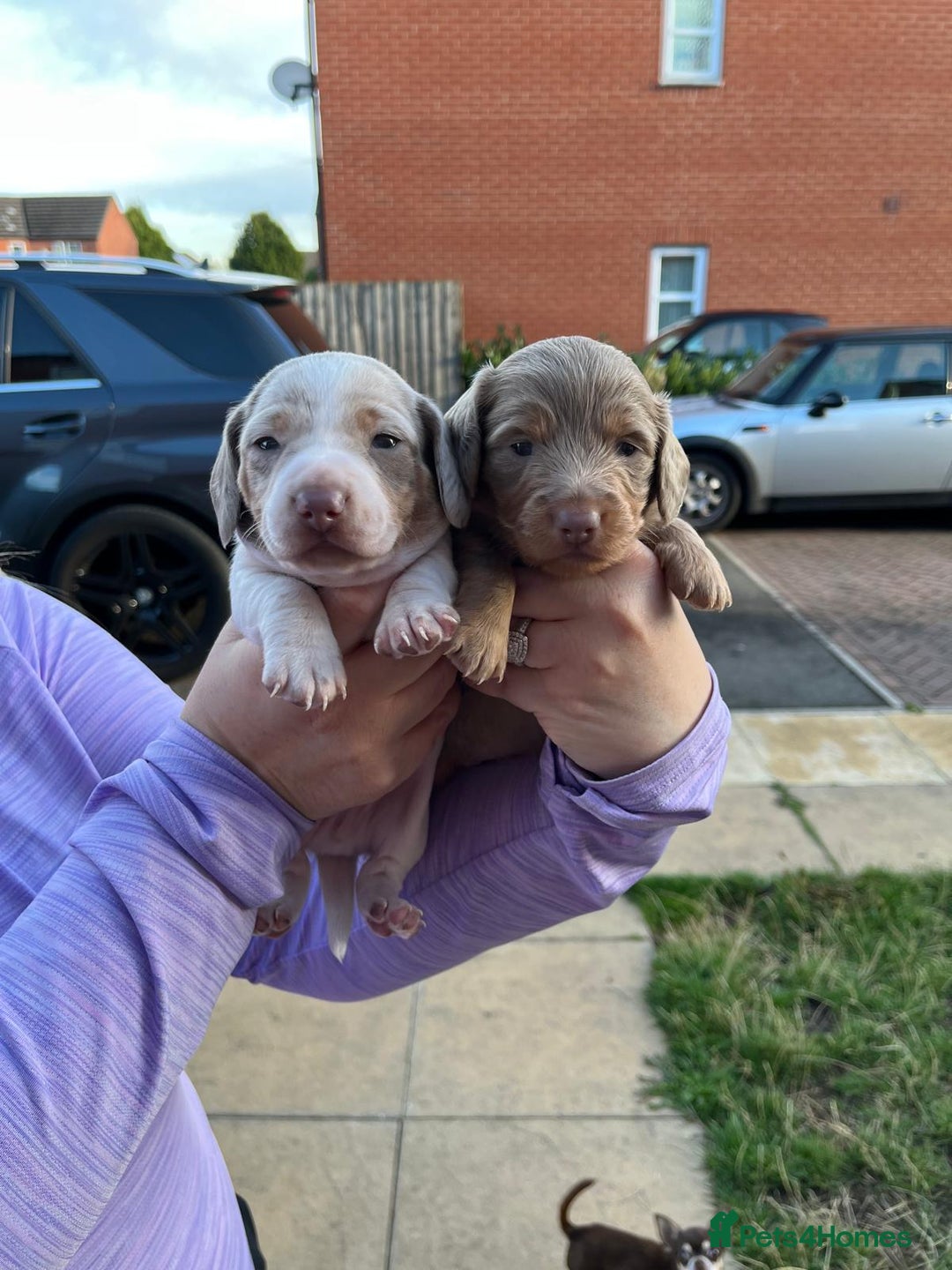 Miniature Dachshund dogs for sale: Long/short hair miniature dashound  - Image 6