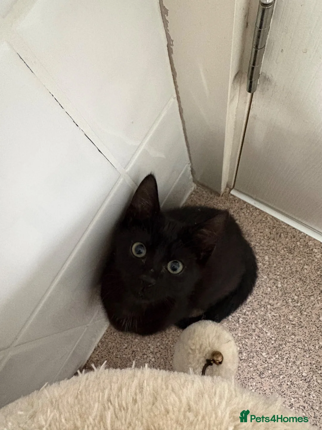 Mixed Breed cats for sale: Kittens looking for new homes - Advert 19