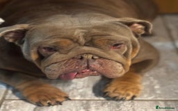 English Bulldog dogs for sale: English bulldog  - Image 3