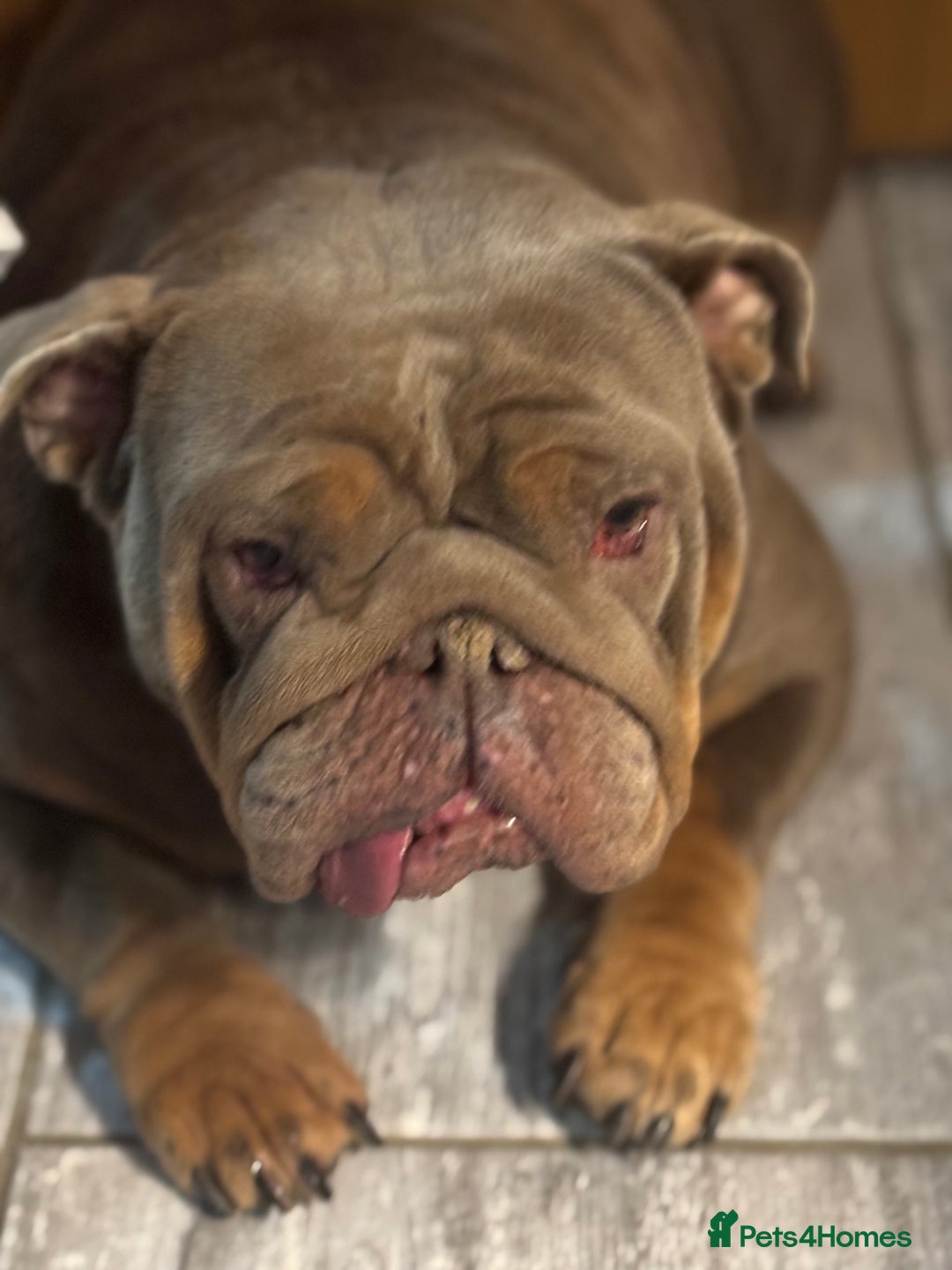 English Bulldog dogs for sale: English bulldog  - Image 3