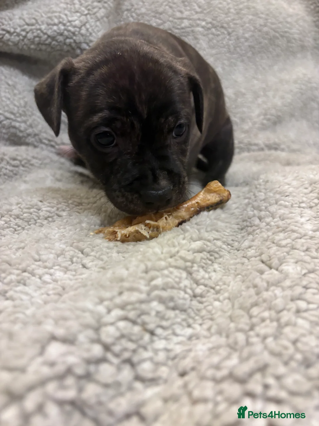 Mixed Breed dogs for sale: Amstaff x Staffy puppies - Advert 8