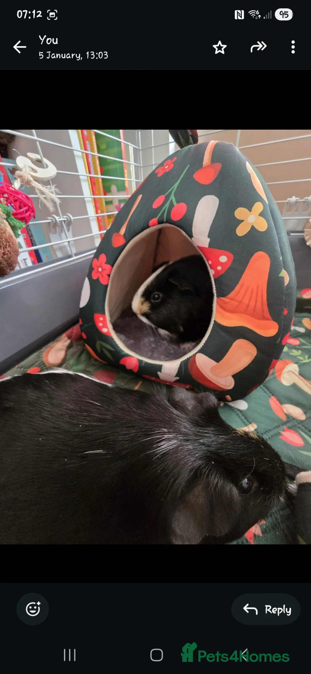 Guinea Pig rodents for sale: 2x female guinea pigs - Advert 3