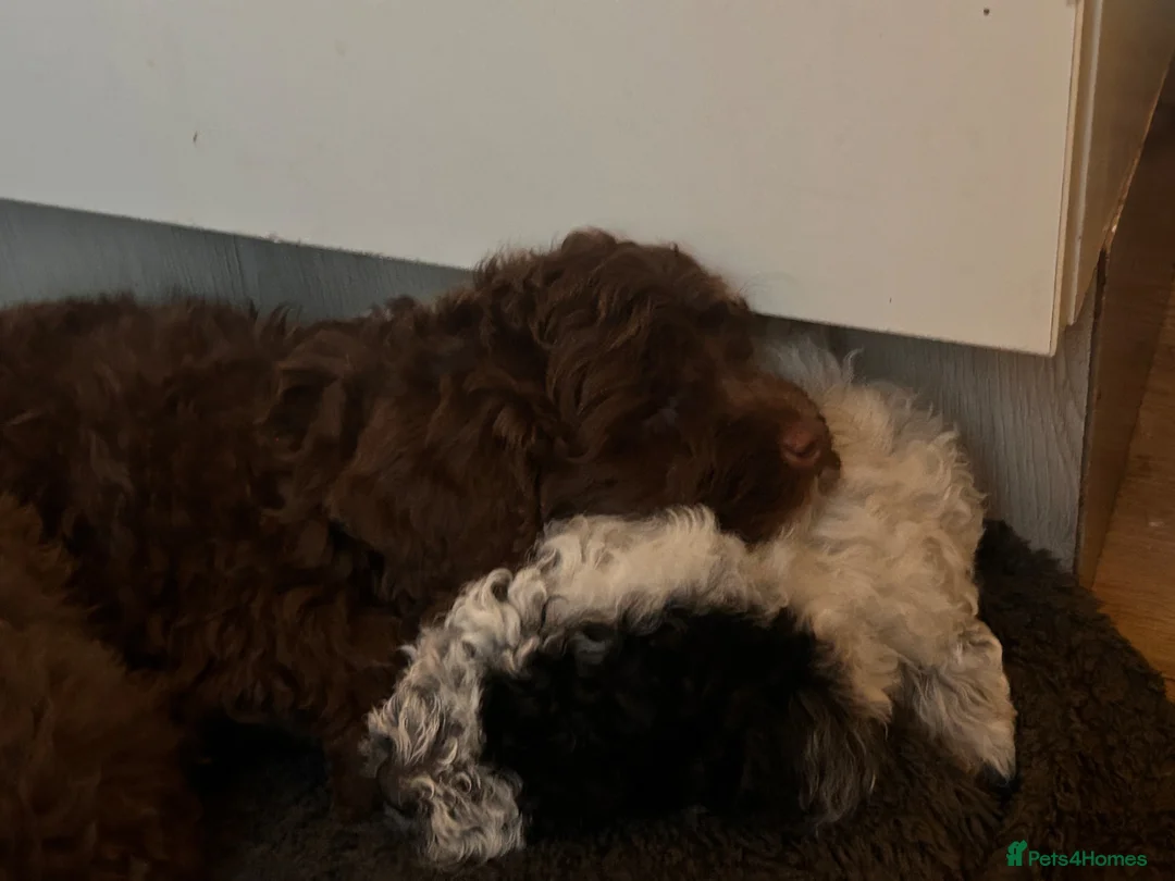 Cockapoo dogs for sale: LAST BEAUTIFUL CHOCOLATE GIRL COCKAPOO AVAILABLE  - Advert 2