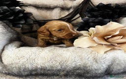 Miniature Poodle dogs for stud: Dark Red Miniature Poodle Stud Package Available in Southampton - Image 16