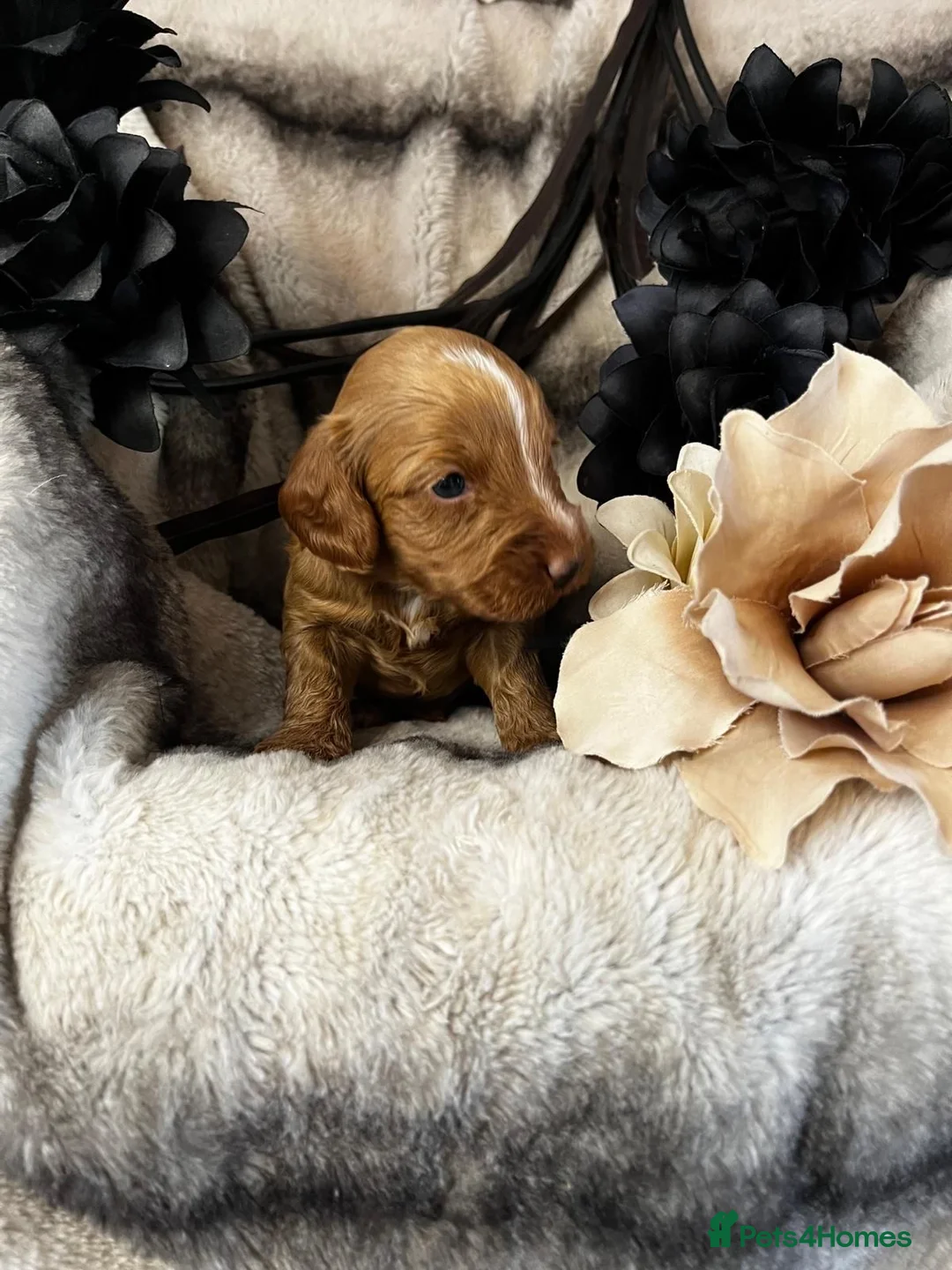 Miniature Poodle dogs for stud: Dark Red Miniature Poodle Stud Package Available in Southampton - Advert 16
