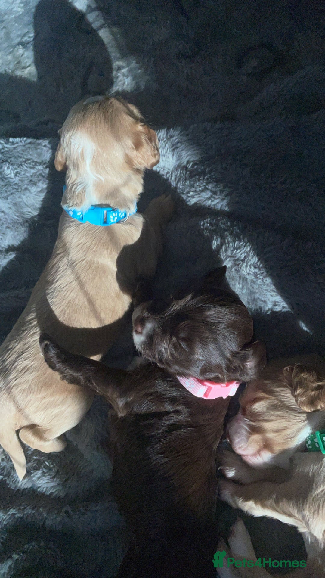 Mixed Breed dogs for sale: Cockapoo X Cavapoo Puppies - Image 11