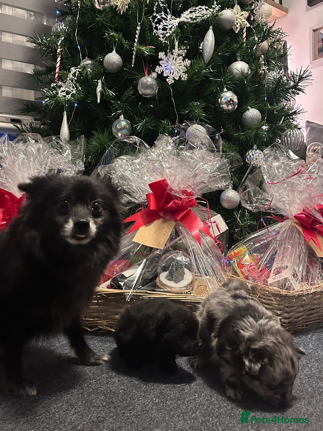 Pomeranian dogs for sale: ONE-TIME ONLY PUREBRED POM PUP (BLUE MERLE PARENT) - Advert 16