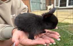 Mini Lop rabbits for sale: Adorable Baby Mini Lop Rabbits – Ready Soon! ✨🐰 - Image 11