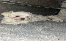 Maltese dogs for sale: Stunning Maltese pups for sale ready to go - Image 7