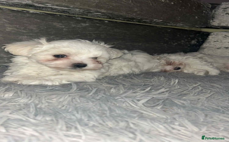 Maltese dogs - Advert 8