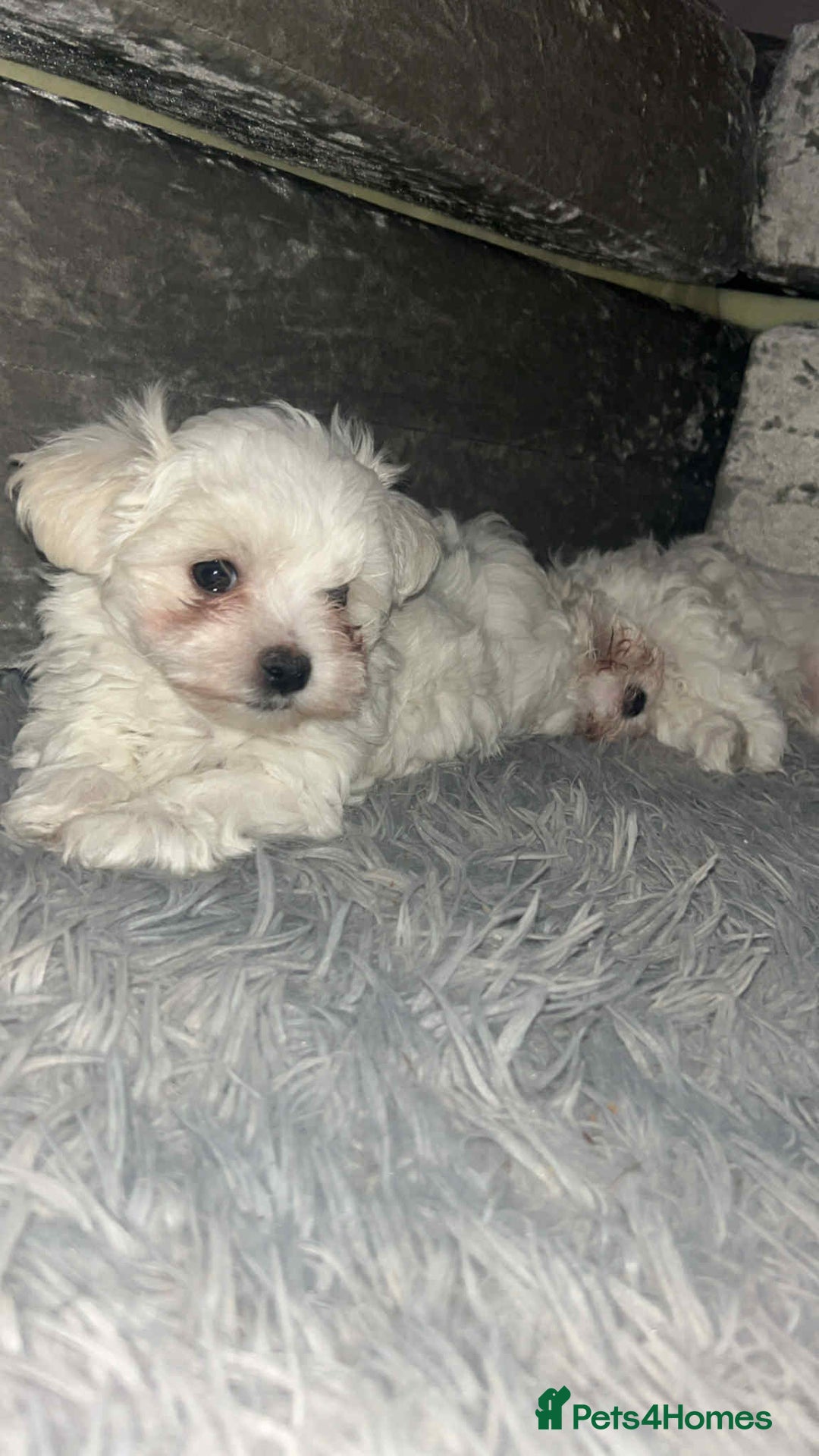 Maltese dogs for sale: Stunning Maltese pups for sale ready to go - Image 7