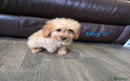 Cockapoo dogs for sale: Adorable cockapoo pups ready to go 🐶 - Image 34