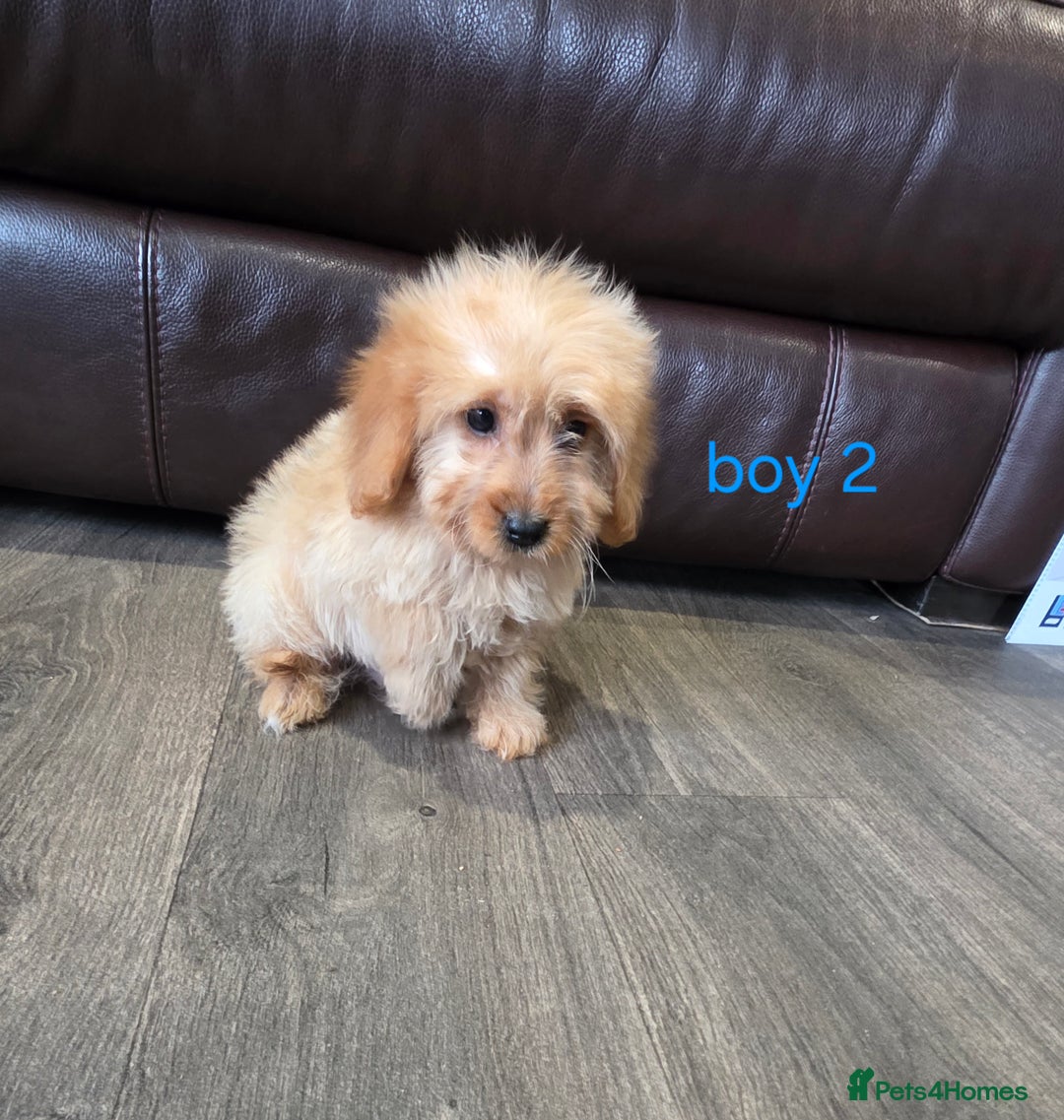 Cockapoo dogs for sale: Adorable cockapoo pups ready to go 🐶 - Image 34