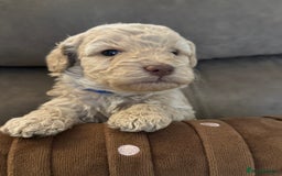 Labradoodle dogs for sale: Miniature Labradoodle puppies - Image 12