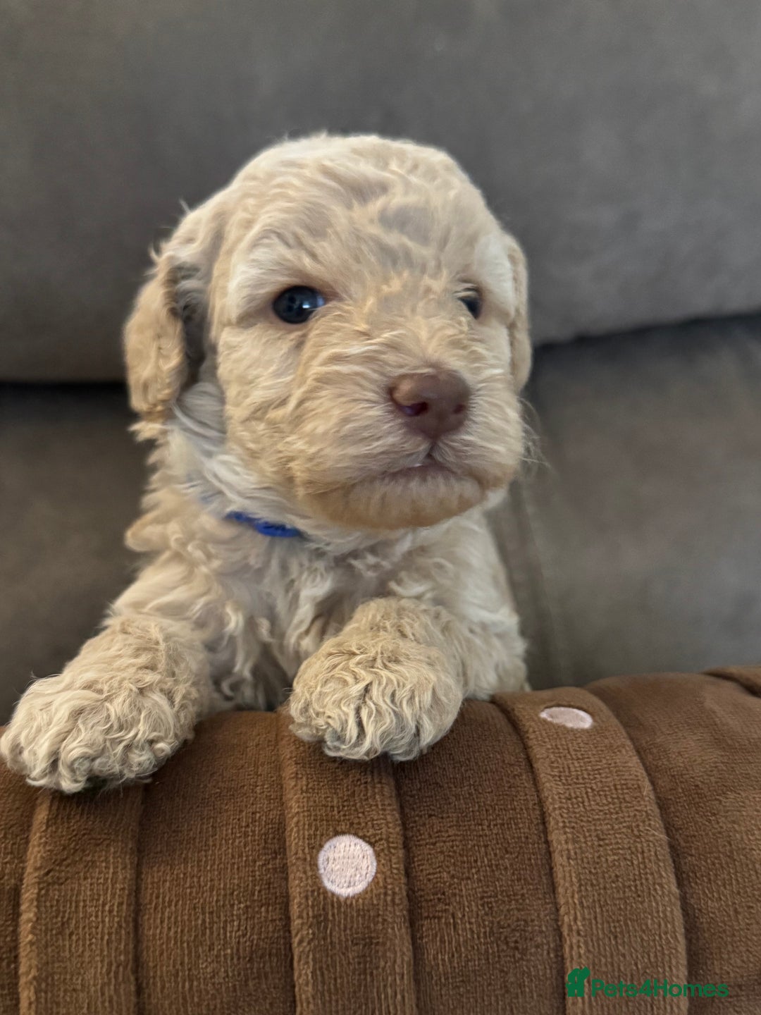 Labradoodle dogs for sale: Miniature Labradoodle puppies - Image 12
