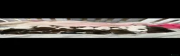 English Bulldog dogs for sale: Bulldog puppies  in Glasgow - Advert 6