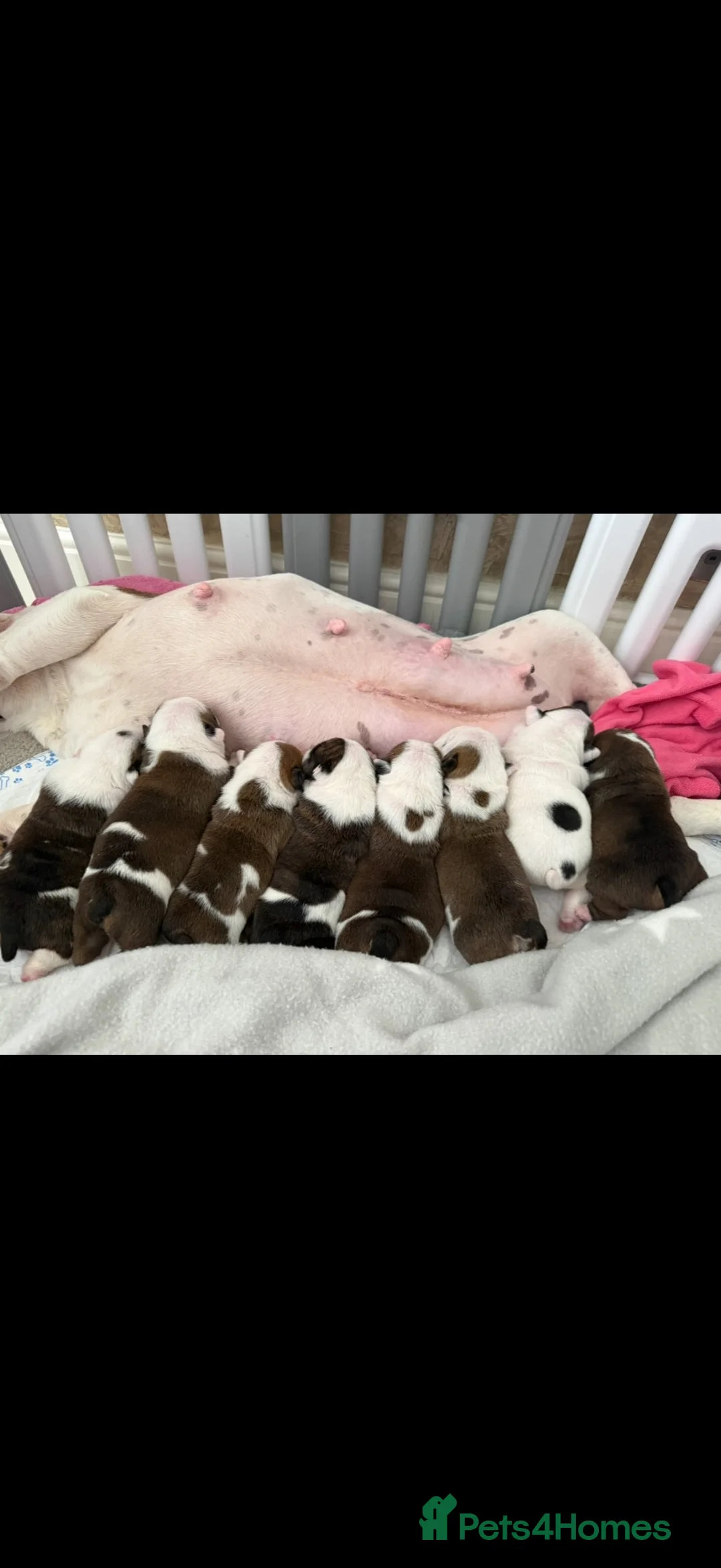 English Bulldog dogs for sale: Bulldog puppies  in Glasgow - Advert 6
