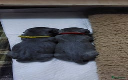 Staffordshire Bull Terrier dogs for sale: 💙KC Staffordshire Bull Terrier puppies 💙 - Image 4