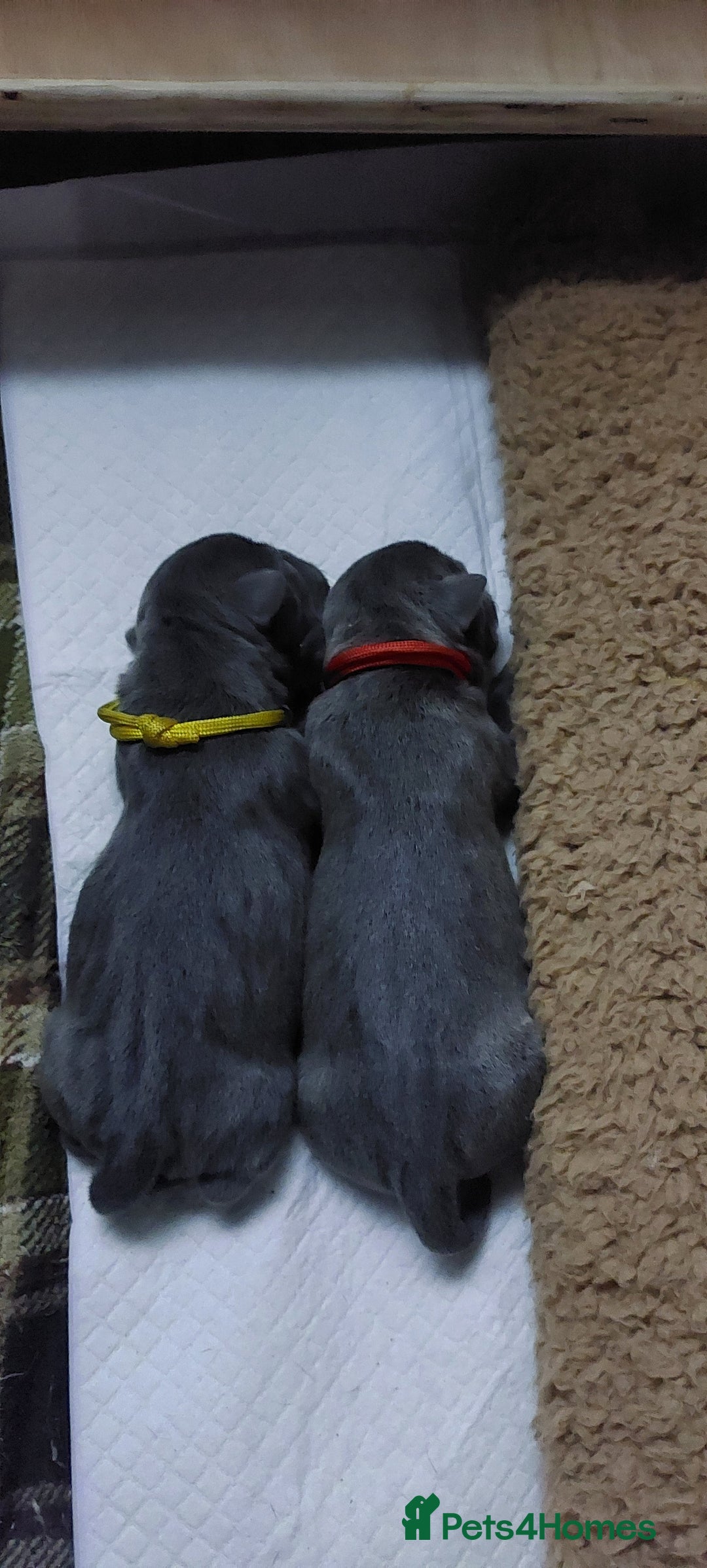 Staffordshire Bull Terrier dogs for sale: 💙KC Staffordshire Bull Terrier puppies 💙 - Image 4