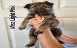 German Shepherd dogs for sale: 12 Czech KC Extensively Health Tested GSDs Puppies - Image 4