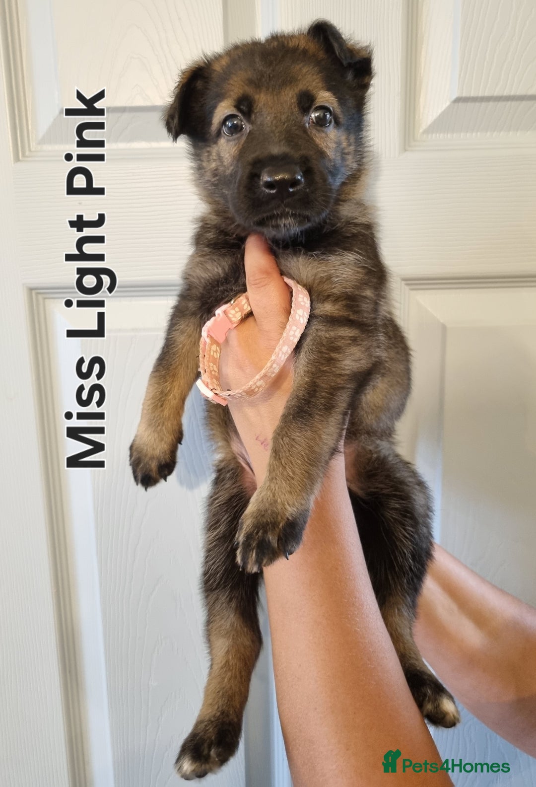 German Shepherd dogs for sale: 12 Czech KC Extensively Health Tested GSDs Puppies - Image 4
