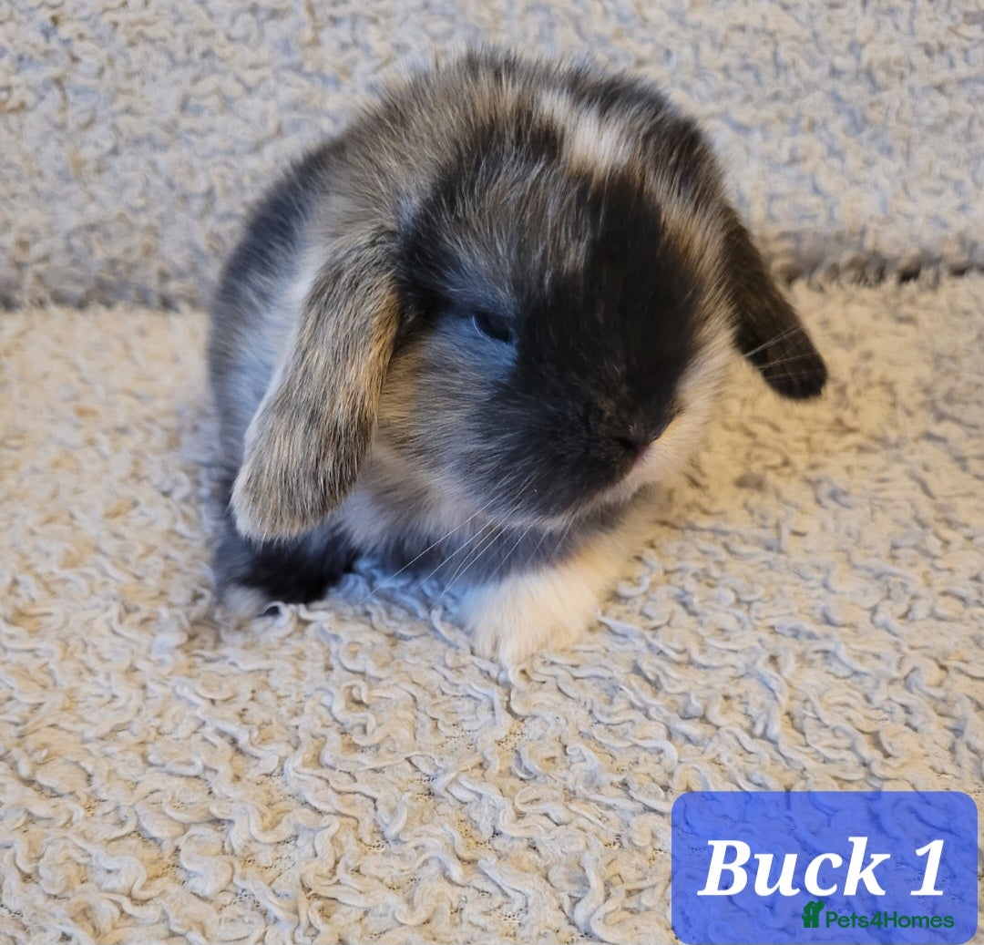 Mini Lop rabbits for sale: Beautiful mini lop bunnies & Adult available  - Advert 6