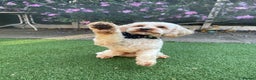 Cavapoo dogs for stud:  Fully healthy tested Proven F1 Cavapoo Stud Dog in Droitwich - Advert 3