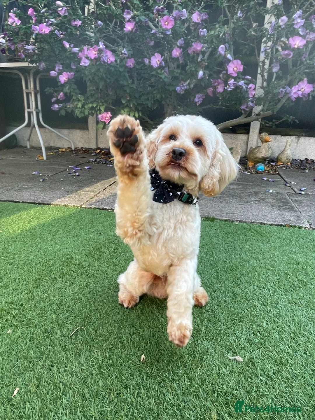 Cavapoo dogs for stud:  Fully healthy tested Proven F1 Cavapoo Stud Dog in Droitwich - Advert 3