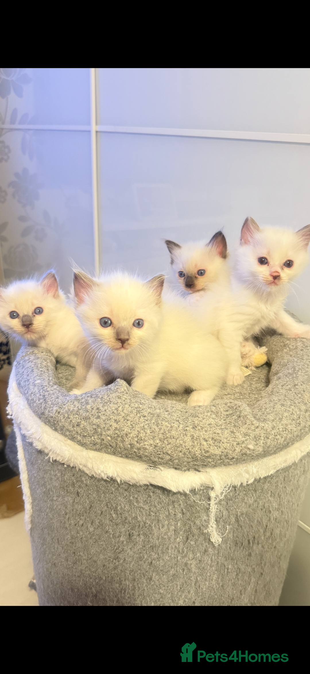 Ragdoll cats for sale: *** 3 Pure Ragdolls Kittens ready to leave *** - Image 24