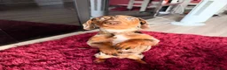 Miniature Dachshund dogs for stud: Rare Eyes Miniature Dachshund Stud - Advert 9