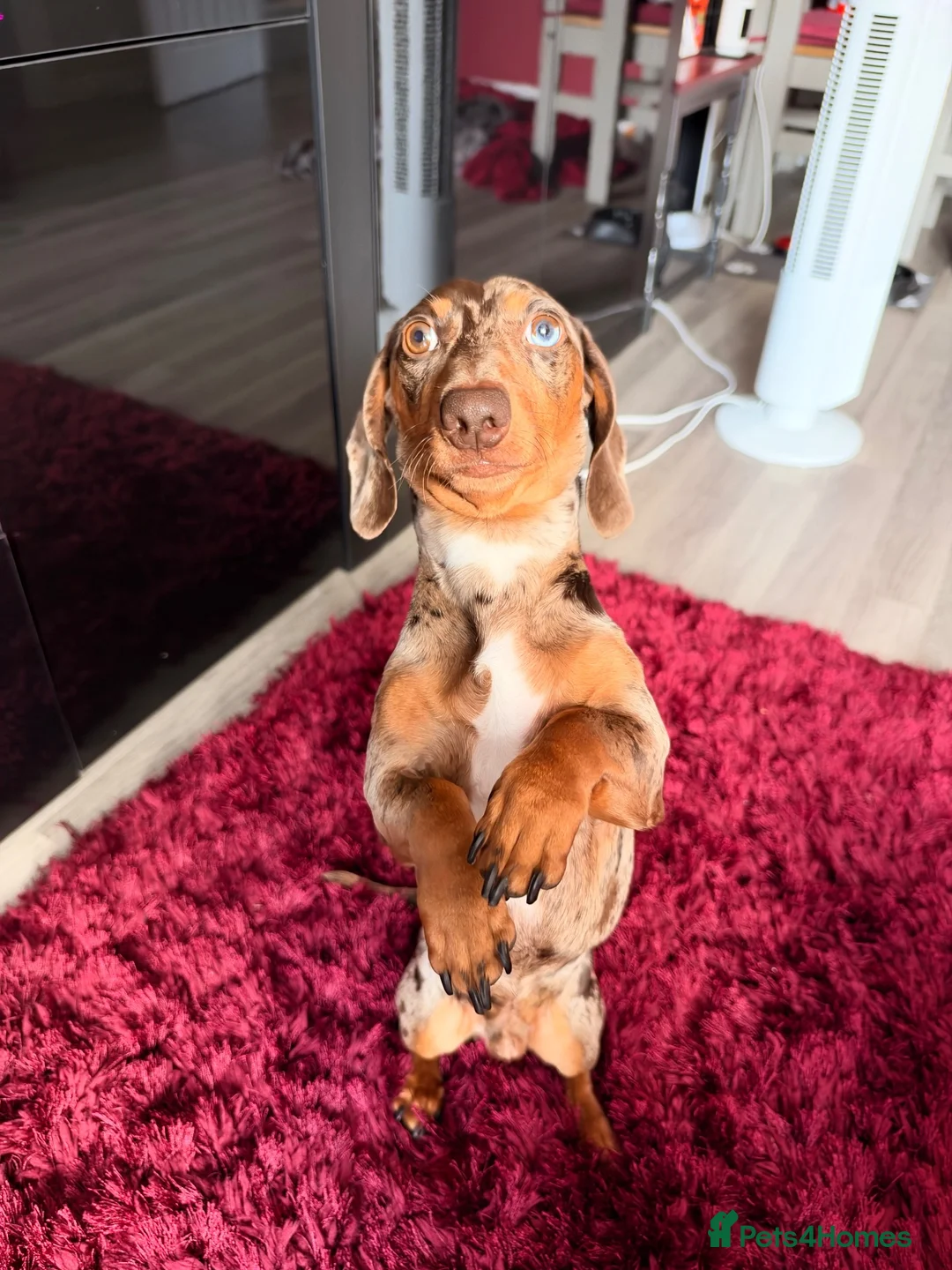 Miniature Dachshund dogs for stud: Rare Eyes Miniature Dachshund Stud - Advert 9