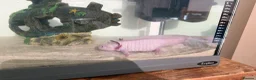 Axolotl reptiles for sale: FEMALE 2 YEARS OLD AXOLOTL COMPLETE TANK SET UP in Knutsford - Advert 2