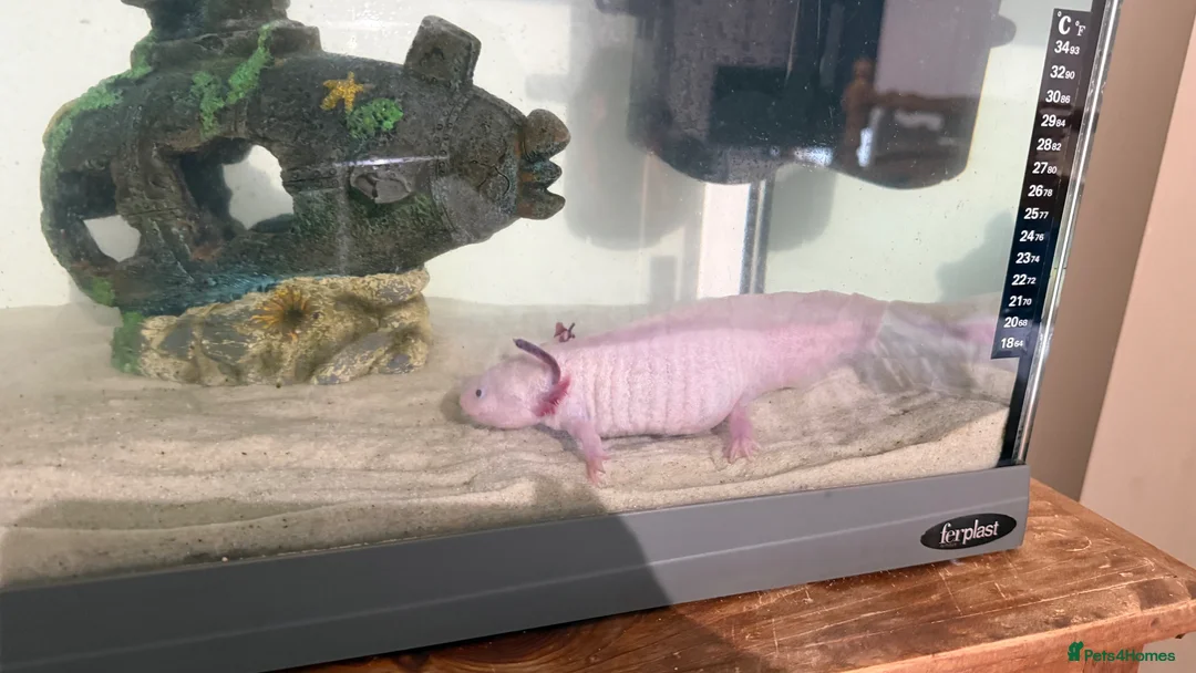 Axolotl reptiles for sale: FEMALE 2 YEARS OLD AXOLOTL COMPLETE TANK SET UP in Knutsford - Advert 2