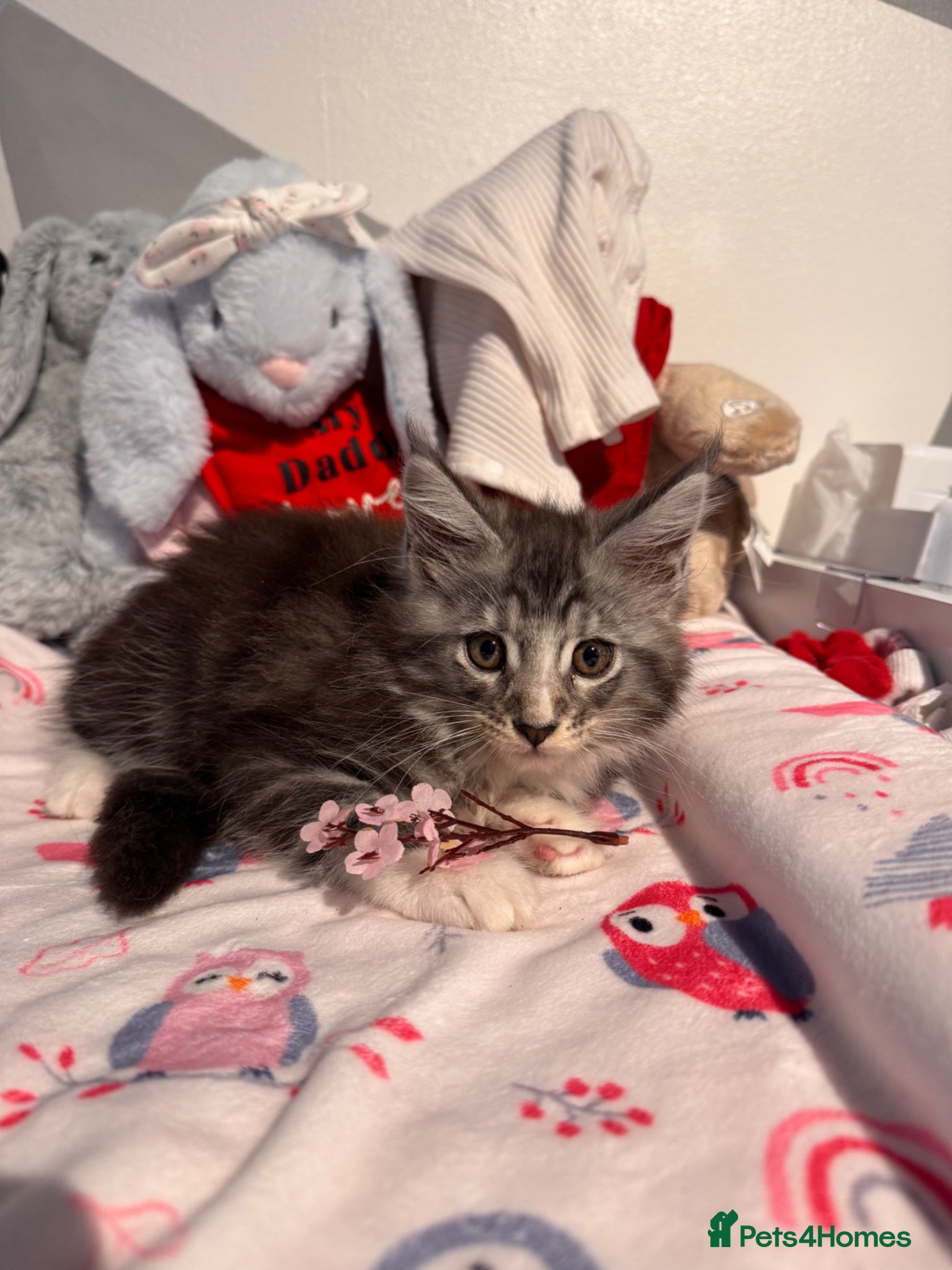 Maine Coon cats for sale: 4 full Maine Coon for sale  - Advert 15
