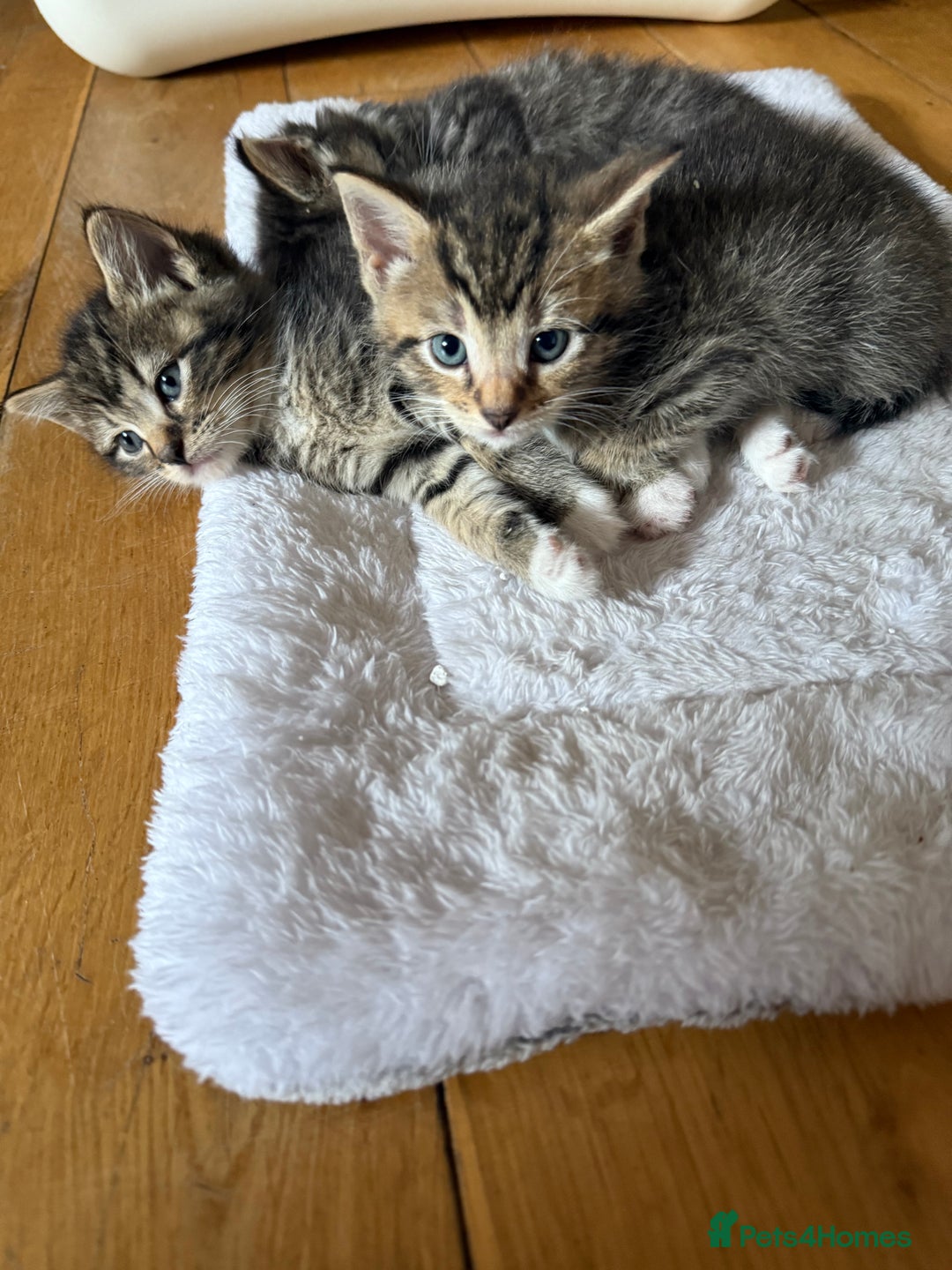 British Shorthair cats for sale: Male&Female British short hair kitten - Image 3