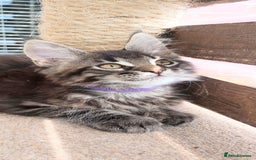 Maine Coon cats for sale: Maine coon purebred pedigre xl in Barnsley - Image 9
