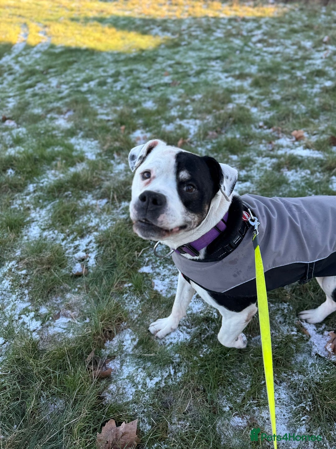 Mixed Breed dogs for adoption: 💙Ghost💙 12 yo rescued from horrific conditions - Advert 11