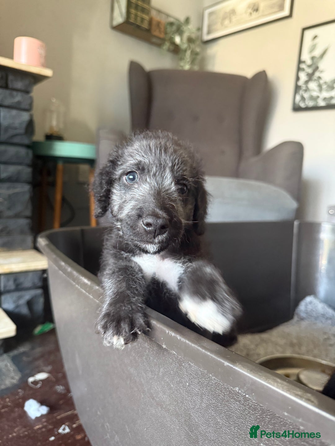 Mixed Breed dogs for sale: Bedlington Terrier whippet mix - Image 5