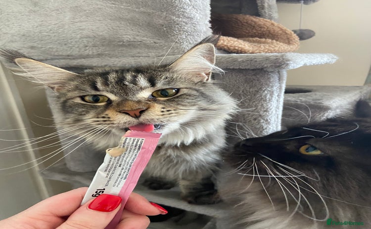 Maine Coon cats - Advert 5