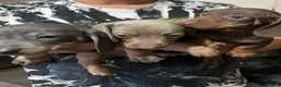 Miniature Dachshund dogs for sale: Miniature Dachshund  - Advert 4